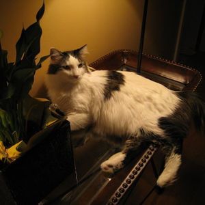 Meet your Posher, Rae